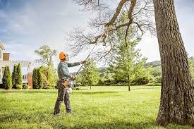 Best Storm Damage Tree Cleanup  in Somerset, NJ