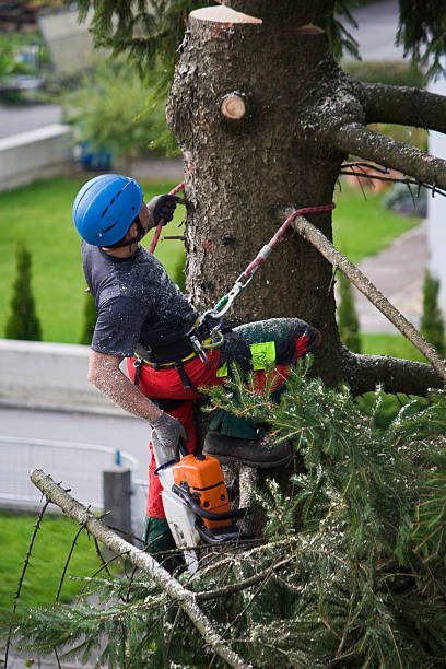 Best Tree Disease Treatment  in Somerset, NJ