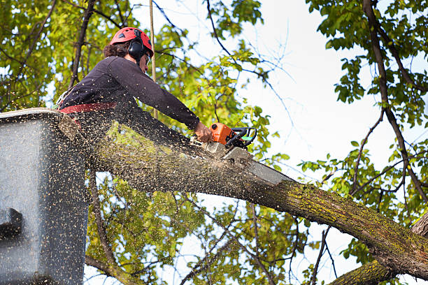 Best Tree Preservation Services  in Somerset, NJ